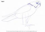 Falcon Draw Step Peregrine Drawing Tutorial Shown Neck Eye Line Over Make sketch template