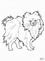 Coloring Pomeranian Pages Puppy Girls Print sketch template