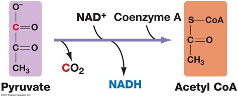 The Conversion Of Pyruvate To Acetyl Coa Acetyl Coa Biochemistry