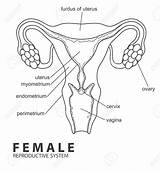 Drawing Reproductive Female System Anatomy Human Body Diagram Organs Draw Organ Label Drawings Cow Uterus Getdrawings Ovary sketch template