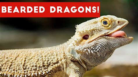 funniest cool bearded dragon videos weekly compilation
