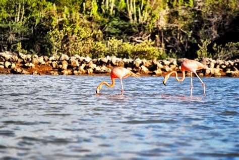 wild flamingos   reasons  visit curacao married  wanderlust