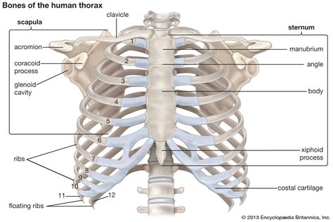 Thoracic Cavity Description Anatomy And Physiology