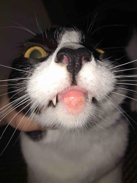 My Cats Bottom Lip Is Inflamed Its Extremely Red Swollen And Puss Is