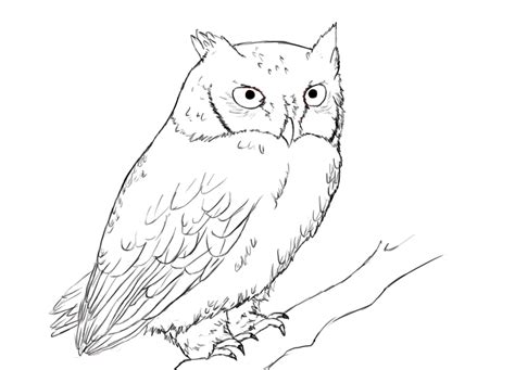 draw  owl draw central