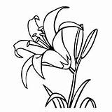 Lily Stargazer Getdrawings Drawing Coloring Pages sketch template