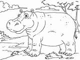 Hippo Coloring Pages Printable Kids sketch template