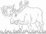 Moose Coloring Pages Para Alce Colorear Printable Dibujos Dibujo Animals Animales Imprimir Categories Kids sketch template