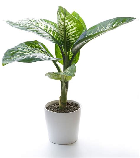 dumb cane stock  pictures royalty  images istock