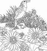 Sunflower Sunflowers Bestcoloringpagesforkids sketch template