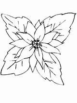 Poinsettia Disegni Natal Vacances Nochebuenas Natalizi Colorare Poinsettas Bambini Borboleta Natalinas Gifgratis Colouring Prend Preleva Tuo Marcadores sketch template