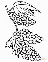 Grapes Coloring Library Clipart Vine sketch template