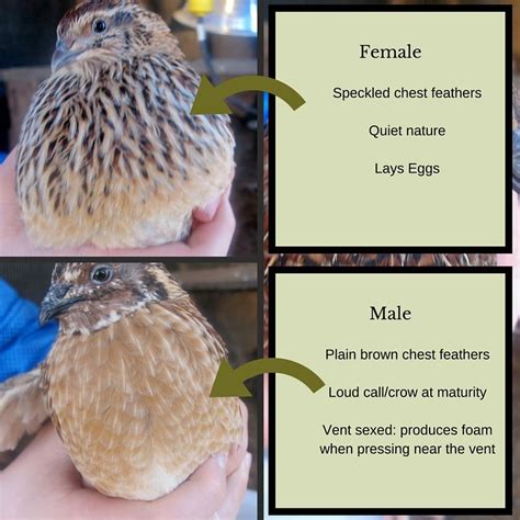 how to raise coturnix quail on your small homestead