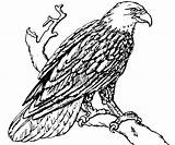 Eagle Coloring Bald Pages Baldeagle Coloringpages4u Bird sketch template