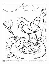 Nest Coloring Bird Pages Birds Getdrawings Getcolorings Color Colorings sketch template