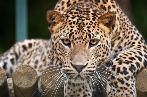 animal leopard hd wallpaper