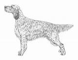 Setter English Standard Illustrations Fci Breed Ideal Necessarily Example These Show Do sketch template