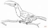 Toucan Coloring Keel Billed Pages Drawing Draw Branch Printable Emerald Toucanet Step Drawings Line sketch template