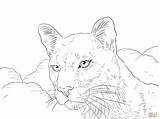 Coloring Panther Pages Florida Printable sketch template