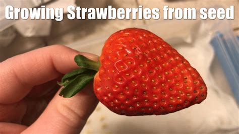 growing strawberries  seed youtube