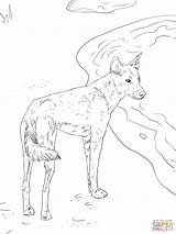 Coloring Dingo Pages Canis Lupus Getcolorings Drawing Printable Kids Mammals Animals sketch template