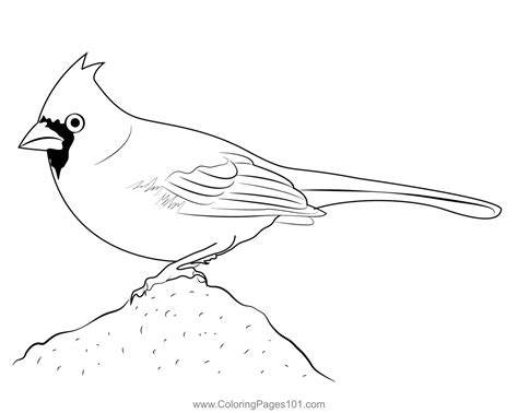 female cardinal bird coloring page  kids  sparrows printable