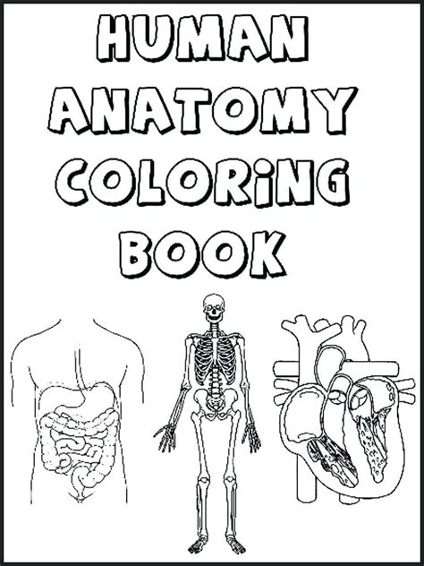 muscular system coloring pages  getcoloringscom  printable