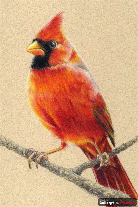 cardinal bird drawings cardinal birds art birds painting
