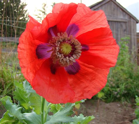 breadseed poppy seed mix  seeds  seed basket