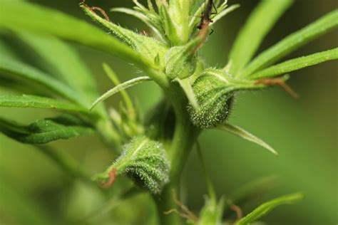 How To Tell The Sex Of Your Cannabis Plants Sensi Seeds