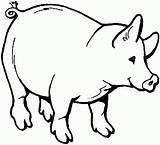Coloring Pigs Printable Pages Popular sketch template