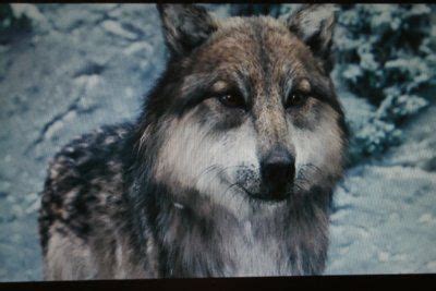 related image twilight wolf wolf dog twilight