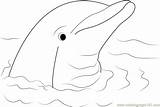 Dolphin Coloring Cute Pages Coloringpages101 sketch template
