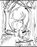 Coloring Pages Elk sketch template