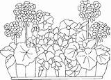 Geranium Coloring Flower Stand Plants Drawings Ivy sketch template