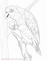 Caique Bellied Coloring Pages sketch template