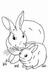 Coloring Bunny Rabbit Pages Baby Realistic Bunnies Cute Real Drawing Animals Roger Color Velveteen Print Printable Hey Duggee Getdrawings Getcolorings sketch template
