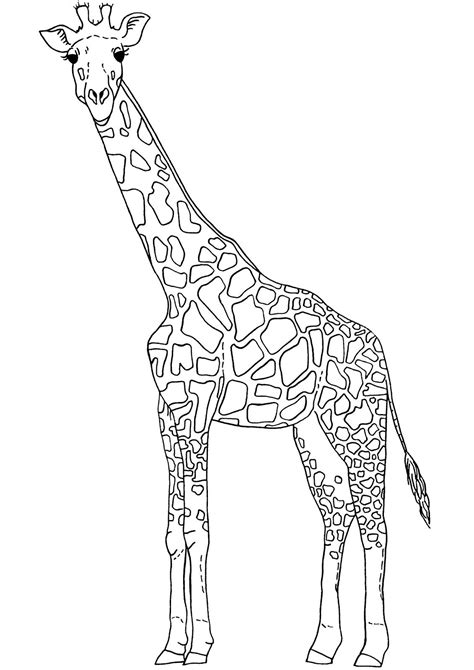bing  clipart librarycom outline pictures giraffe