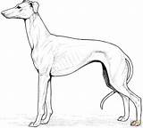 Whippet Windhund Galgos Kolorowanki Kolorowanka Tattoo Cane Cani Retriever Galgo Levriero Greyhound Supercoloring Zeichnen Cuccioli Colorear Ausmalbild Perro Colors Boxer sketch template