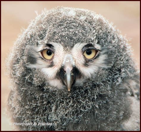 baby snowy owl birds pinterest