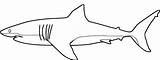 Shark Outline Coloring Great Pages Drawing Printable Whale Sharks Hai Color Clipart Hammerhead Kids Print Colouring Getdrawings Ausmalbilder Preschoolers Drawings sketch template