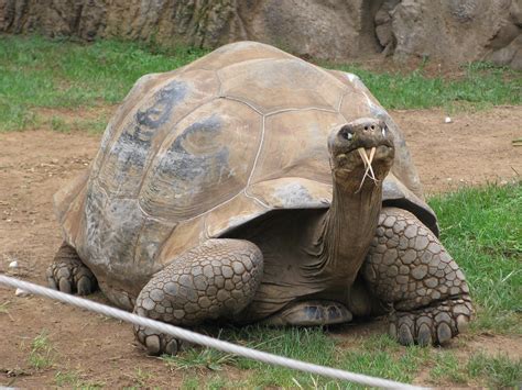 tom die galapagos riesenschildkroete foto bild tiere zoo wildpark