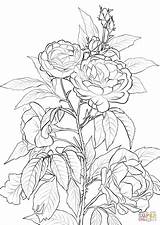 Coloring Rose Pages Printable Bush Roses Flower Adult Flowers Drawing Color Colouring Print Supercoloring Rosa Para Sheets Colorear Flores Animals sketch template
