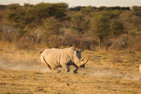 khama rhino sanctuary anna luong van