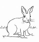 Rabbit Coloring Cottontail Pages Realistic Print Drawing Printable Drawings Bunny Samanthasbell Wild Kids Coloringbay Starts Animals Animal Reference sketch template
