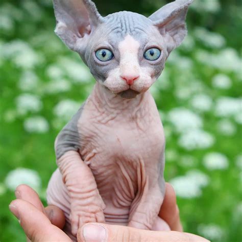 youre wrong    sphynx cats  creepy
