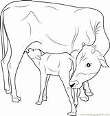 Cow Calf Coloring Pages Drawing Indian Printable Outline Kids Dairy Farm Baby Drawings Pencil Adult Cute Animal Adults Colouring Cows sketch template