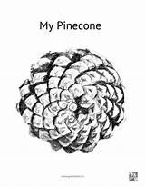 Pinecone sketch template