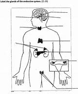 Endocrine System Diagram Anatomy Glands Label Body Labelled Medicinebtg sketch template