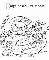 Rattlesnake Diamondback sketch template